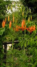 Lilium Michiganense